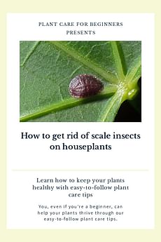 How to get rid of scale insects on houseplants