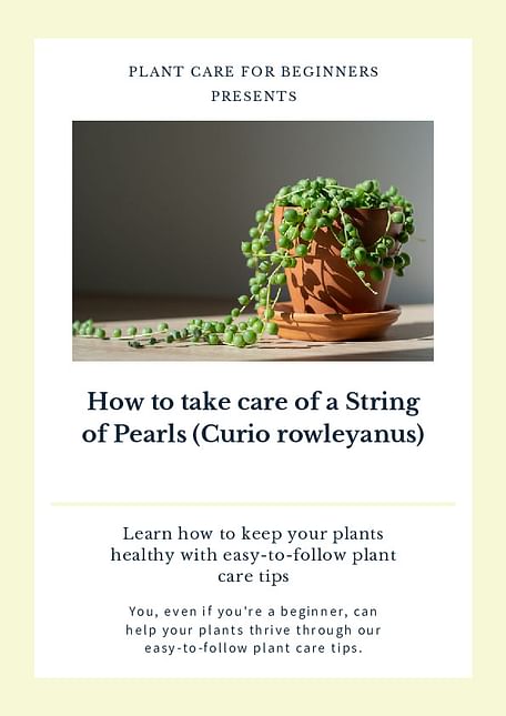 How to take care of a String of Pearls (Curio rowleyanus)