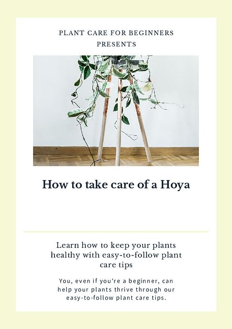 How to take care of a Hoya