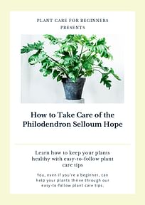 How to Take Care of the Philodendron Selloum Hope