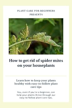 How to get rid of spider mites on your houseplants
