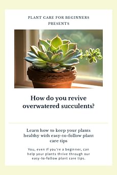 How do you revive overwatered succulents?