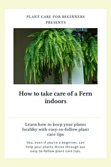 How to take care of a Fern indoors