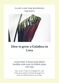 How to grow a Calathea in Leca