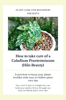 How to take care of a Caladium Praetermissum (Hilo Beauty)