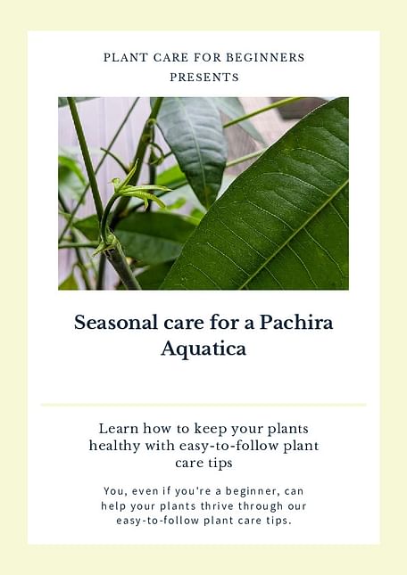 Seasonal care for a Pachira Aquatica
