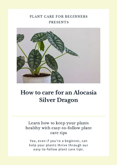 How to care for an Alocasia Silver Dragon