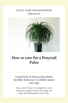 How to care for a Ponytail Palm