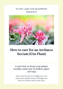 How to care for an Aechmea fasciata (Urn Plant)