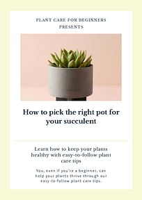 How to pick the right pot for your succulent
