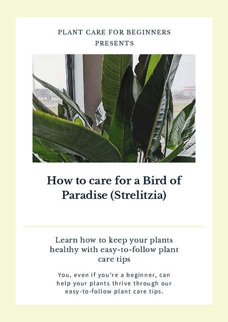 How to care for a Bird of Paradise (Strelitzia)