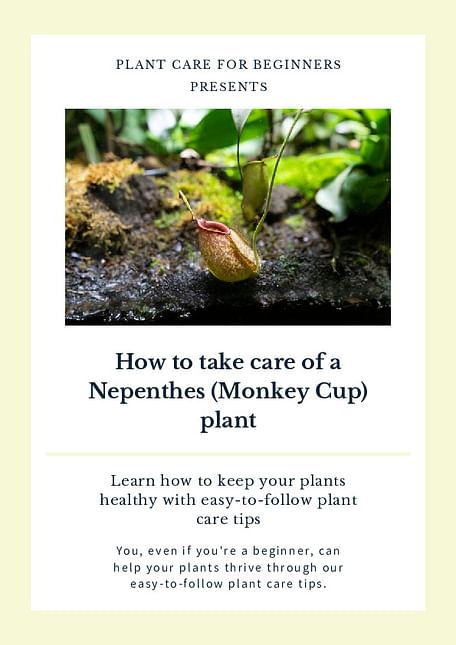 How to take care of a Nepenthes (Monkey Cup) plant