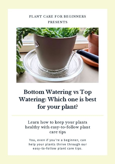 Bottom Watering vs Top Watering: Which one is best for your plant?