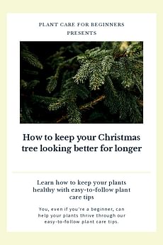 How to keep your Christmas tree looking better for longer
