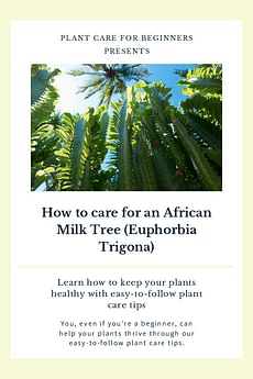 How to care for an African Milk Tree (Euphorbia Trigona)