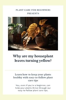 Why are my houseplant leaves turning yellow?