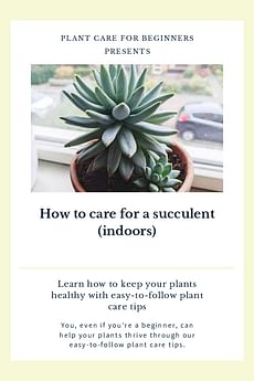 How to care for a succulent (indoors)