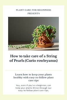 How to take care of a String of Pearls (Curio rowleyanus)