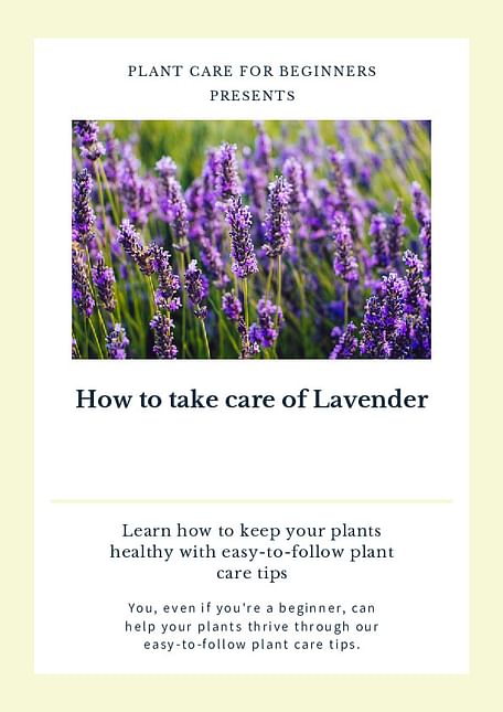 How to take care of Lavender