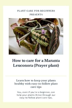 How to care for a Maranta Leuconora (Prayer plant)