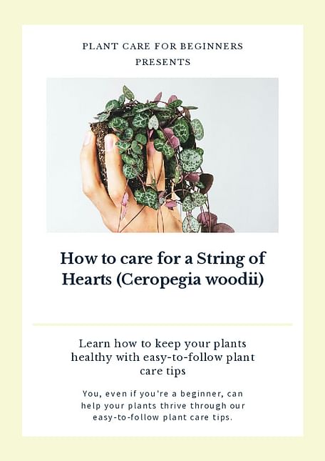 How to care for a String of Hearts (Ceropegia woodii)