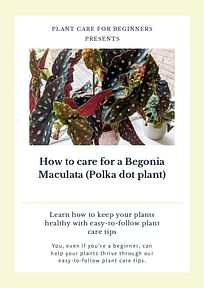How to care for a Begonia Maculata (Polka dot plant)