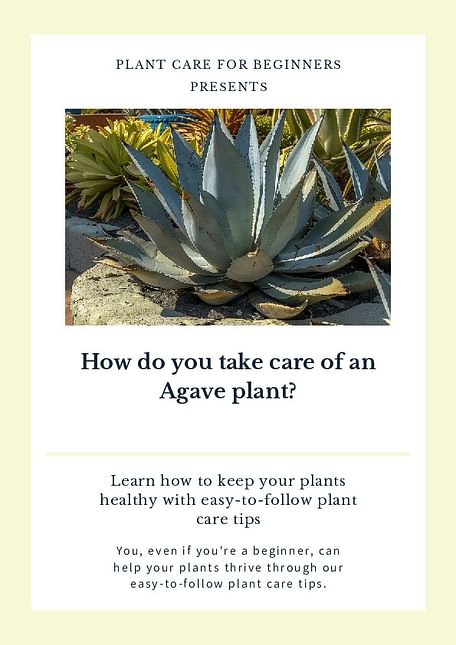 How do you take care of an Agave plant?