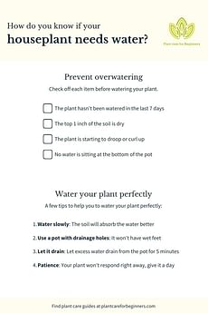 Checklist: How do you know if your houseplant needs water?
