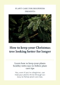 How to keep your Christmas tree looking better for longer