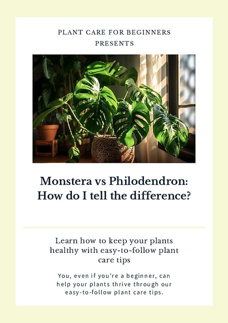 Monstera vs Philodendron: How do I tell the difference?
