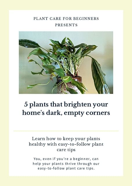 5 plants that brighten your home's dark, empty corners