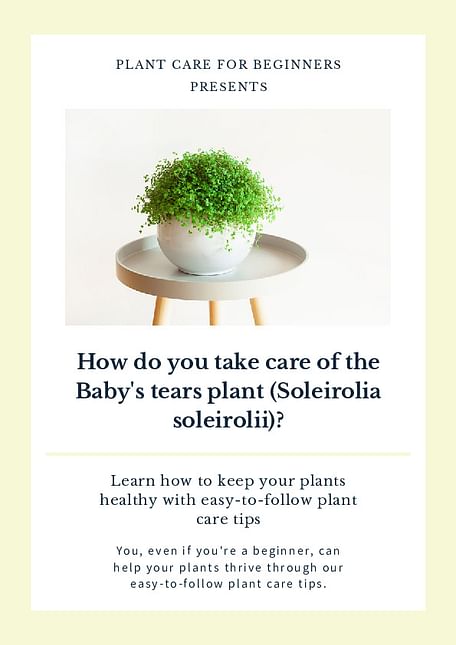 How do you take care of the Baby's tears plant (Soleirolia soleirolii)?