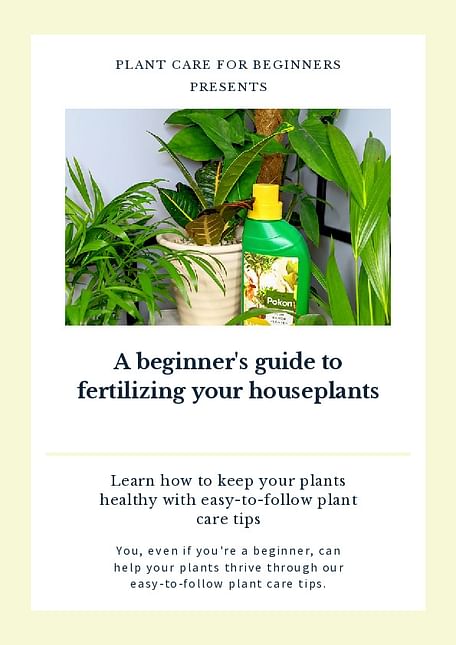 A beginner's guide to fertilizing your houseplants