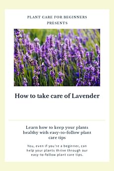 How to take care of Lavender