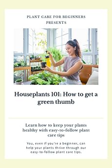 Houseplants 101: How to get a green thumb