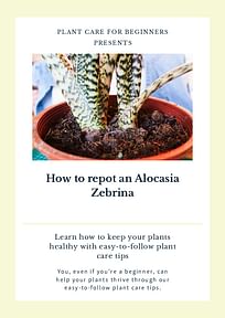 How to repot an Alocasia Zebrina
