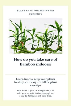 How do you take care of Bamboo indoors?