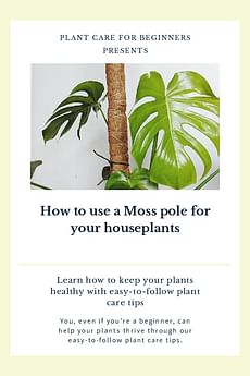 How to use a Moss pole for your houseplants