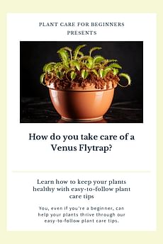How do you take care of a Venus Flytrap?