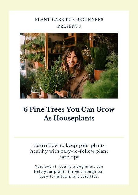 6 Pine Trees You Can Grow As Houseplants