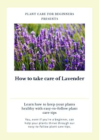 How to take care of Lavender