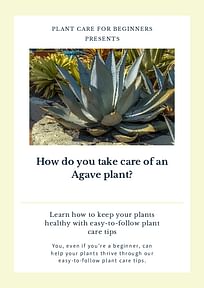 How do you take care of an Agave plant?