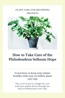 How to Take Care of the Philodendron Selloum Hope