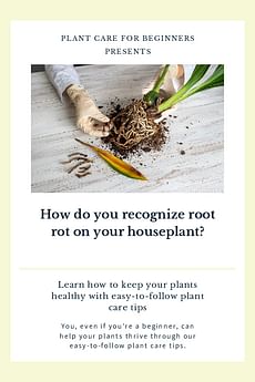 How do you recognize root rot on your houseplant?