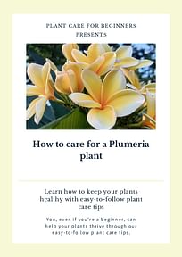 How to care for a Plumeria plant