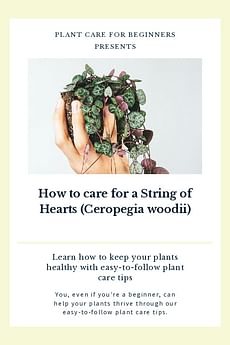 How to care for a String of Hearts (Ceropegia woodii)