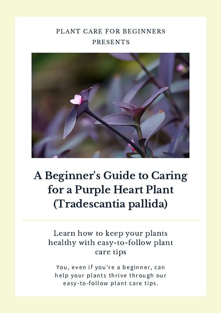 A Beginner's Guide to Caring for a Purple Heart Plant (Tradescantia pallida)