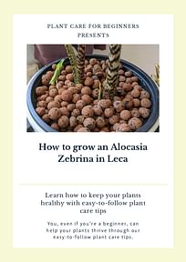 How to grow an Alocasia Zebrina in Leca