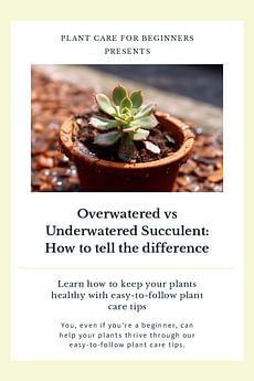 Overwatered vs Underwatered Succulent: How to tell the difference