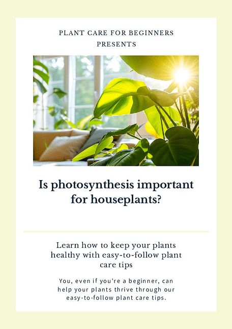 Is photosynthesis important for houseplants?